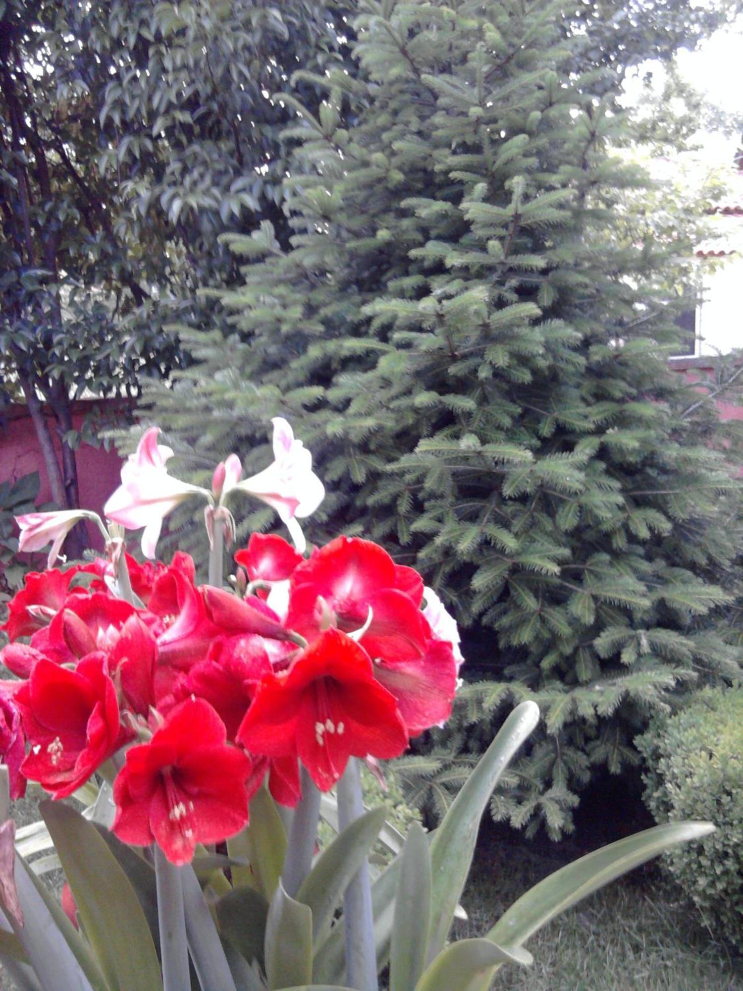 Sofia Rooms กาลัมปากา ภายนอก รูปภาพ